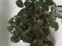 何小熊白烨树汁,天然植物精华的神奇力量