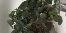 何小熊白烨树汁,天然植物精华的神奇力量