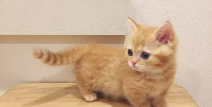 日本小姐姐猫咪,日本小姐姐与猫咪的温馨日常