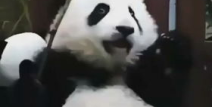 熊猫宝宝抱着小姐姐睡,温馨入睡瞬间